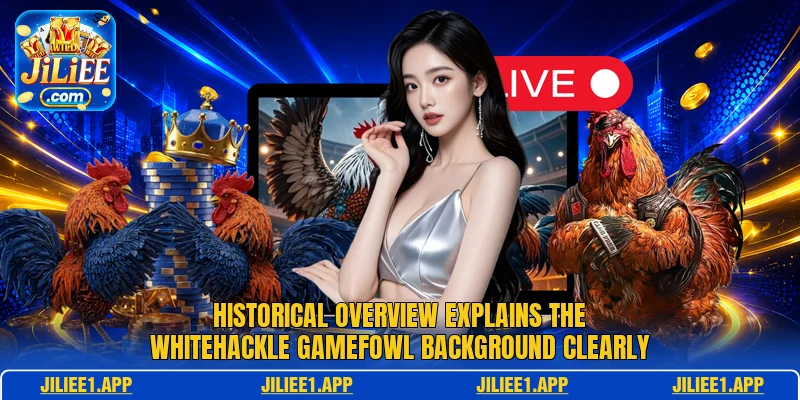 Historical overview explains the Whitehackle Gamefowl background clearly